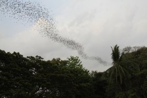 the cloud of bats