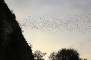 the bat cave in Battambang. every evening 4million bats stream from this cave in search of food